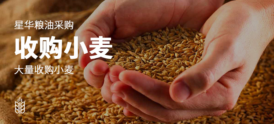 小麦